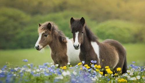 KI generated, animal, animals, mammal, mammals, biotope, habitat, two, flower meadow, foraging,