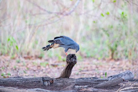 Stilt Buzzard (Geranospiza caerulescens) Pantanal Brazil