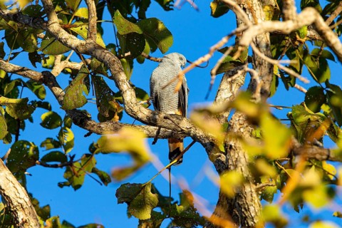 Stilt Buzzard (Geranospiza caerulescens) Pantanal Brazil