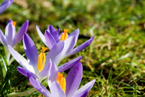 Spring crocus (Crocus Vernus) Munich, Bavaria, Germany, Europe