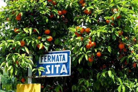 Sorrent bus stop and Orange Tree, Campania, Italy, Europe