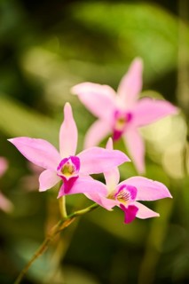 Bamboo orchid (Arundina graminifolia) flower growing in a greenhouse, Bavaria, Germany, Europe