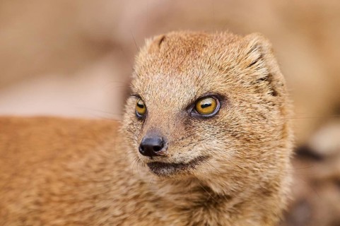 Yellow mongoose (Cynictis penicillata), portrait, Bavaria, Germany, Europe