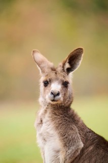 Western grey kangaroo (Macropus fuliginosus), portrait, Germany, Europe