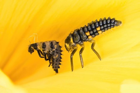 Larva with larval skin of the ladybird (Coccinella septempunctata) on the petal of a yellow flower