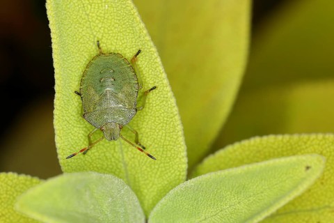 Green shield bug (Palomena prasina), on a leaf of the true sage (Salvia officinalis) Wilnsdorf,