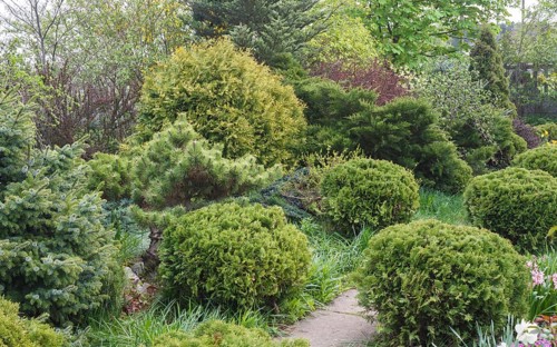 Coniferous trees in the garden: spruce, arborvitae, pine, fir, juniper. Beautiful landscape design