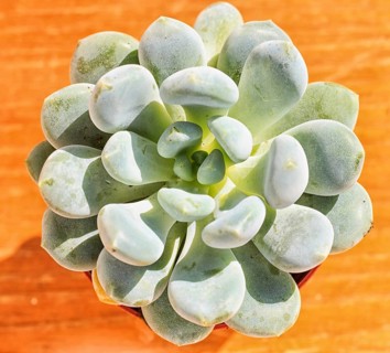 Beautiful little plant, succulent in a small flower pot. on the wooden background