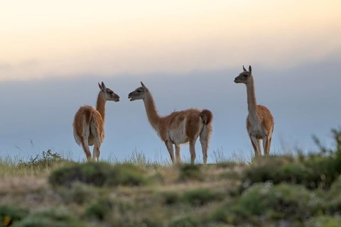 Guanaco (Llama guanicoe), Huanako, group in the evening light, Torres del Paine National Park,