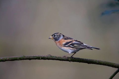 Brambling (Fringilla montifringilla) adult bird on a tree branch, England, United Kingdom, Europe