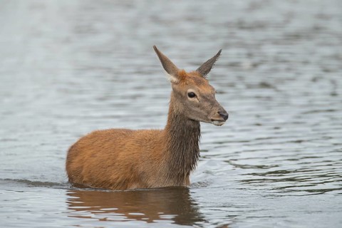 Red deer (Cervus elaphus) juvenile fawn walking in a lake, Surrey, England, United Kingdom, Europe
