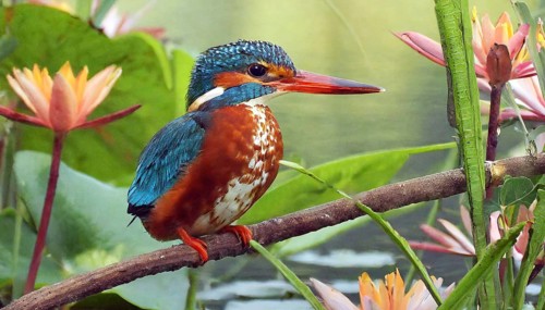 KI generated, animal, animals, bird, birds, biotope, habitat, a, individual, water, perch, reeds,