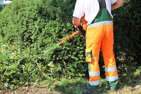 Man cutting hedges and greenery