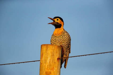 Pileated campo flicker (Colaptes campestris) Pantanal Brazil