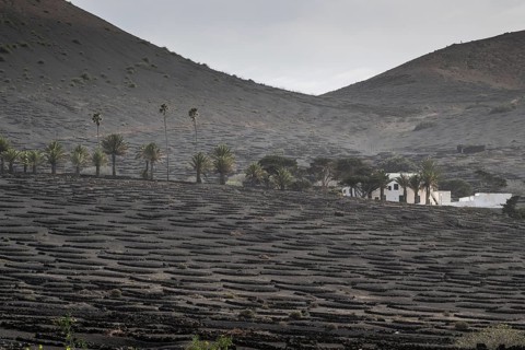 Wine growing in volcanic ash pits protected by dry stone walls, Yaiza, Lanzarote, Canary Islands,
