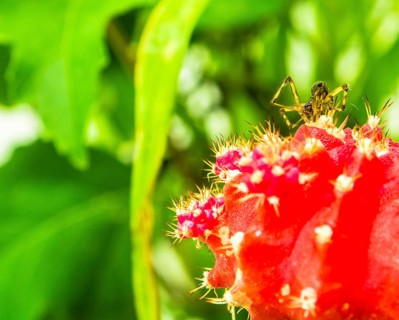 A small spider perched on a vibrant red cactus, surrounded by sharp green thorns, in South Korea
