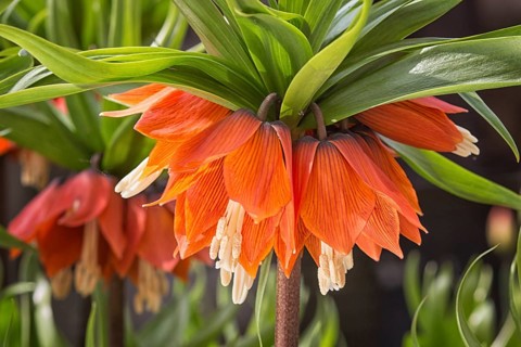 Crown imperial fritillary (Fritillaria imperialis) flowers. Orange color of the flowers and with