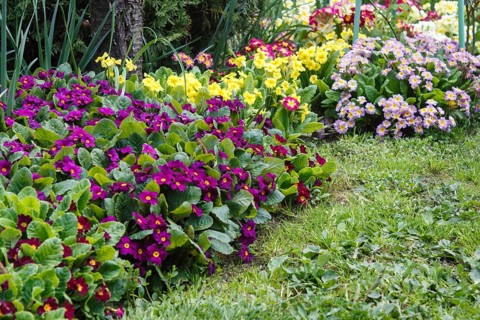 Primrose or primula in the spring garden. Purple, pink, yellow, white primroses in spring garden