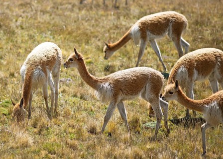 Vicunas or vicunas (Vicugna vicugna) in a meadow in the Andean highlands, Andahuaylas, Apurimac.