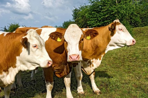 Female domestic cattles (Bos taurus) without horns, curious cows on pasture, Nidda, Hesse, Germany,