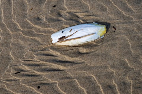 Cuttlefish shell washed up on a sandy beach, buoyant body and inner shell of the European common