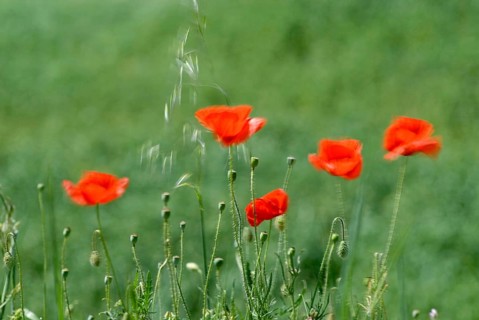 Poppies blurred from wind (Papaver Rhoeas) Italy