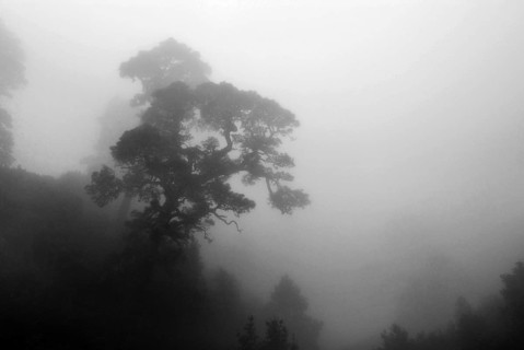 Pine tree in the mist from tradewind, La Palma, Canary Islands, Spain, Europe