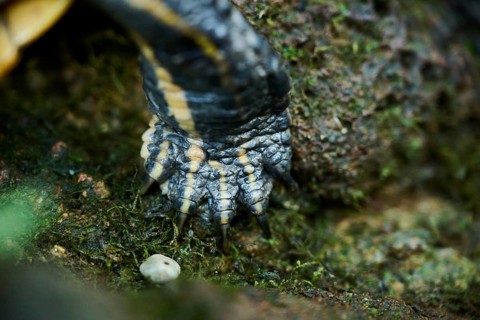 Red-eared slider (Trachemys scripta elegans), foot, detail, Germany, Europe