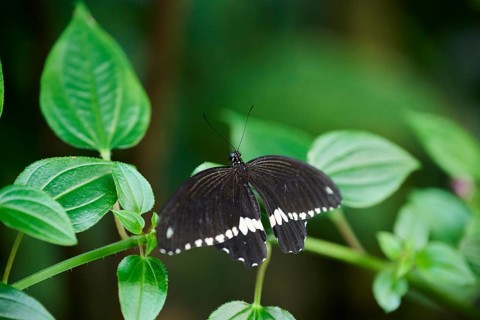 Common Mormon (Papilio polytes) sitting on a leaf, Germany, Europe
