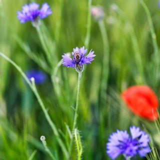 Cornflower (Centaurea cyanus) in a barley field, symbolic photo, organic farming, organic