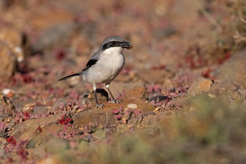 Great Grey Shrike (Lanius excubitor koenigi) with prey, Fuerteventura, Canary Islands, Spain,