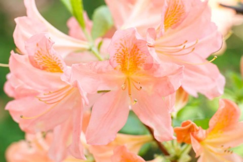 Rhododendron (azalea) flowers of various colors in the spring garden. Closeup. Blurred background