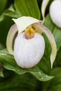 Beautiful orchids of different colors on green background in the garden. Lady's-slipper hybrids.