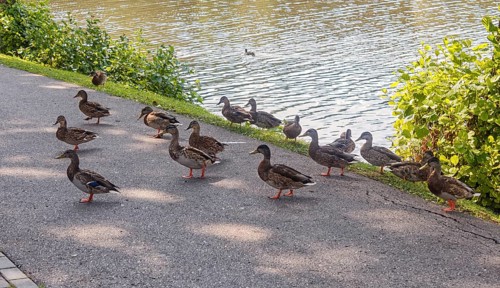 A group of ducks walking along the path near the lake. The city park of Druskininkai. Lithuania