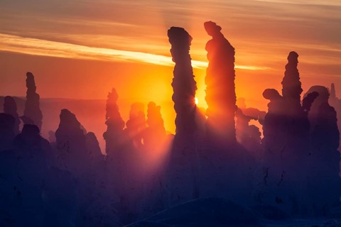 Snow-covered trees at sunset, backlight, tundra, Dalton Highway, Alaska, USA, North America