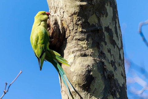 Rose-ringed parakeet (Psittacula krameri) hanging from a tree at the breeding den, wildlife,