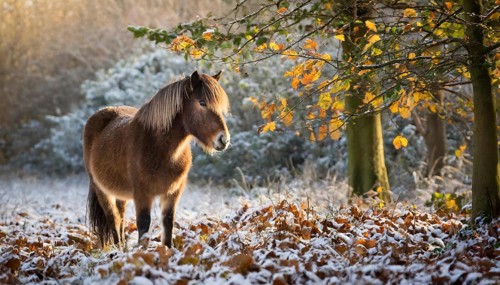KI generated, animal, animals, mammal, mammals, biotope, habitat, one, individual, foraging,