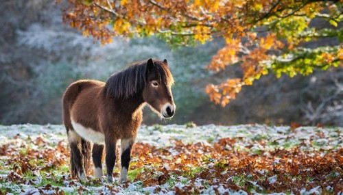 KI generated, animal, animals, mammal, mammals, biotope, habitat, one, individual, foraging,