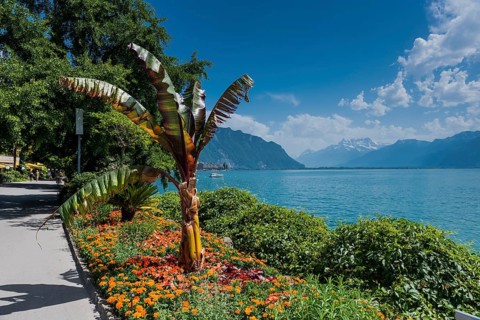 Promenade on Lake Geneva, blue sky, summer, beautiful weather, palm tree, climate, travel, holiday,