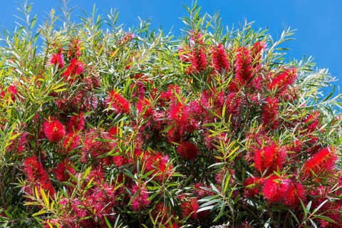 Strawberry tree for Portuguese Mendroho schnapps, flora, botany, plant, red, useful plant, drink,