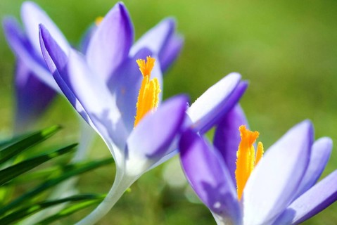 Spring crocus (Crocus Vernus) Munich, Bavaria, Germany, Europe