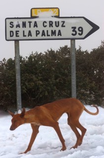 Skinny Podenco Canario in snow near Observatories, Roque de los Muchachos, La Palma, Canary