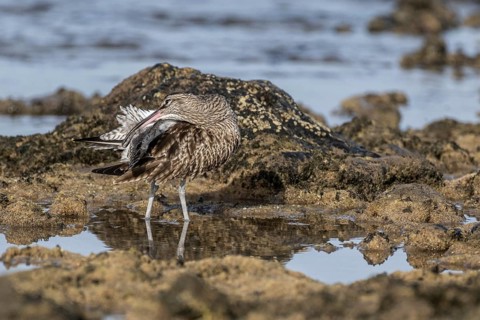 Eurasian curlew (Numenius arquata), Costa Teguise, Lanzarote, Spain, Europe