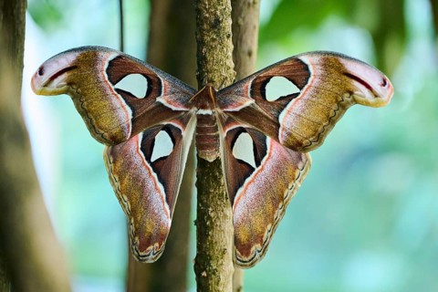 Atlas moth (Attacus atlas) butterfly sitting on a aerial root, Germany, Europe