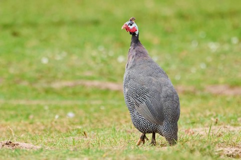 Helmeted guineafowl (Numida meleagris) on a meadow, Bavaria, Germany, Europe