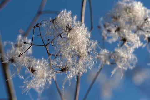 Seed head of a clematis (Clematis montana) against the light, Bavaria, Germany, Europe