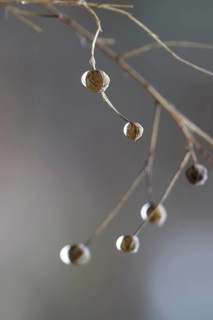 Linseed after the rain, February, Germany, Europe