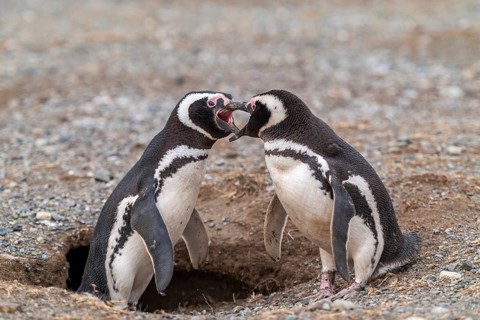 Two Magellanic penguins (Spheniscus magellanicus) in the Penguin National Park on Magdalena Island,