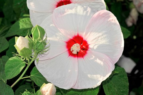 Flowering Hibiscus cultivar Red Heart (Hibiscus syriacus cultivar Red Heart) Florence, Tuscany,