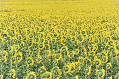 Sunflower field, sunflowers (Helianthus annuus), landscape south of Montepulciano, Tuscany, Italy,